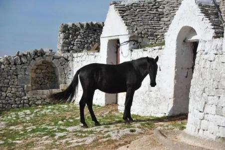 Masseria Tagliente - 15