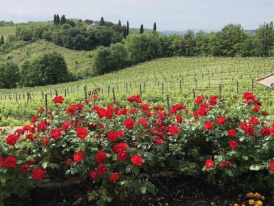 La Pieve Marsina - 16