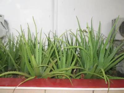 Tandem Guesthouse - 29