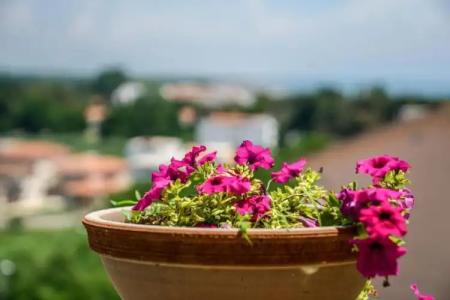 Apartments Bazar - 78