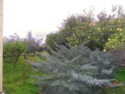 Maniatiko Village - 61