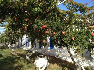 Biyikli Pansiyon - 2