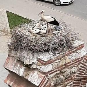 Wallabies Aquaduct - 33