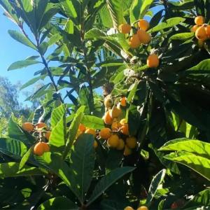 Dolunay Apart Otel - 5