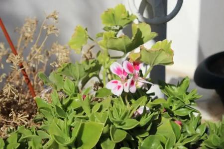 Su Otel Bozcaada - 28