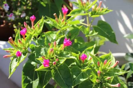 Su Otel Bozcaada - 25