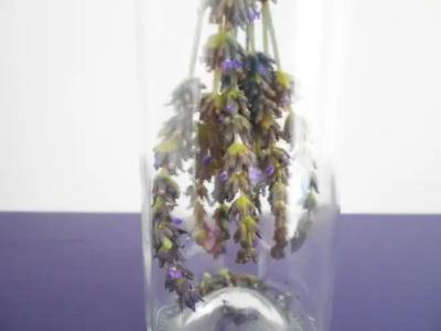 Zaena Alaçatı - 54