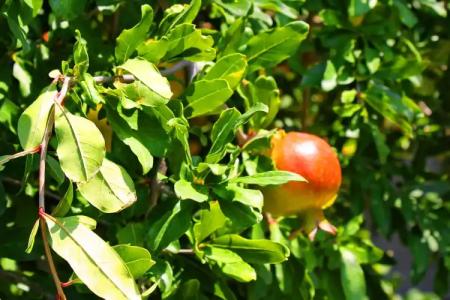 Irem Garden & Apartments - 36