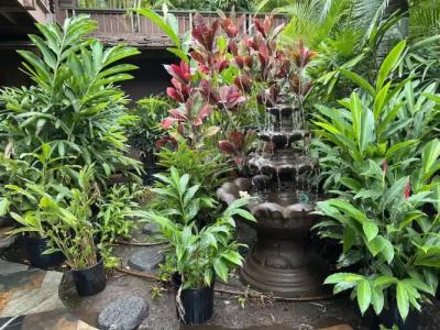 Maui What a Wonderful World Bed & Breakfast - 53