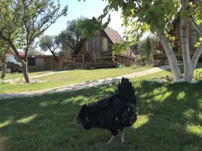 Ida Natura Life Style Otel Kazdaglari - 99