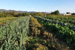 La Ripa Del Drago, Bibbona