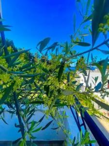 Apartments Lungo Mare - 29