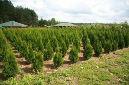 Recreation center Priroda-lyuks - 7