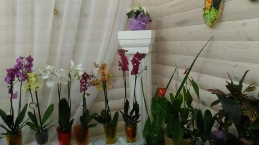 Guest house Mir tsvetov - 12