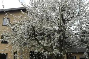 Tannenhof, Monchengladbach