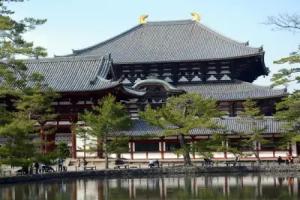 Pension Cotton 100%, Nara