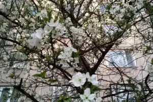 Gesztenyés Apartman, Miskolc