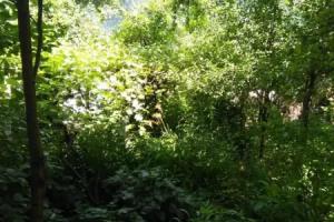 Guest House Marta, Borjomi