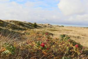 4 Star Holiday Home in, Halmstad