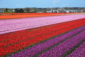 Wonderful Holiday Home in South Holland near Sea, Noordwijk aan Zee