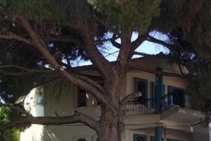 Aya Pansiyon Hostel, Foca
