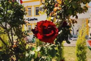 Limon Pansiyon, Foca