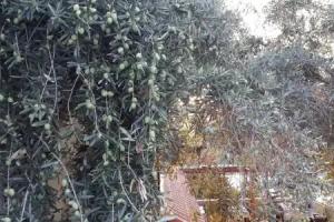 St. Nicholas Pension, Patara