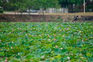 Bualinn Resort Nongkhai, Nong Khai