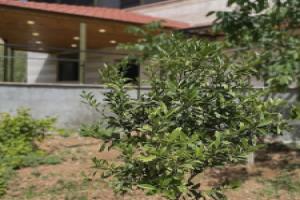 Fragrant Rose Hostel, Wadi Mousa