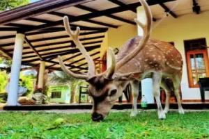 Yala Eagle Nest Hotel, Tissamaharama