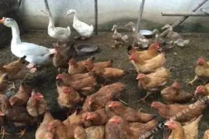 Guochazhuang Farm Stay, Suzhou