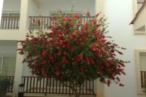 Aktea Beach Village, Ayia Napa