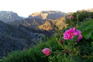 Roses House Oman, Al 'Aqar