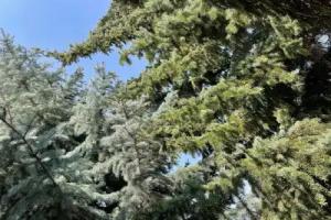 Bungalow Guesthouse, Garni