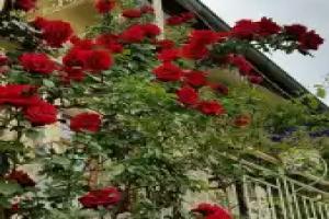 Anatolia Cave Hotel Pansion, Goereme