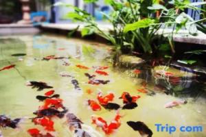 Qiyu Homestay, Guiyang