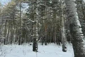 Recreation camp Forest Club Burabay, Shchuchinsk
