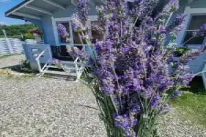 Guest house Villa Lavanda Abkhaziya, Pitsunda