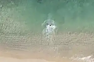 Z-Villas Beach Hotel, Icmeler