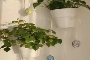 Svezhaya v Domashnem Flat, Moscow