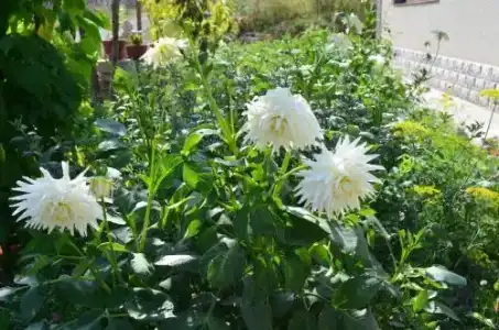 Green Dilijan B&B - 10