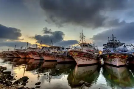 Dolphin Ras Elbar - 43