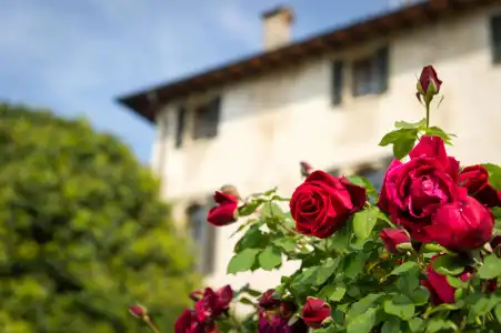 Villa Cipriani - 0