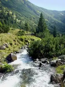Sadyba Karpatiya - 1