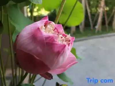 Hyde Park Chiangmai - 53