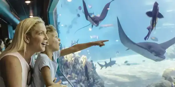 Sea World Resort - 78