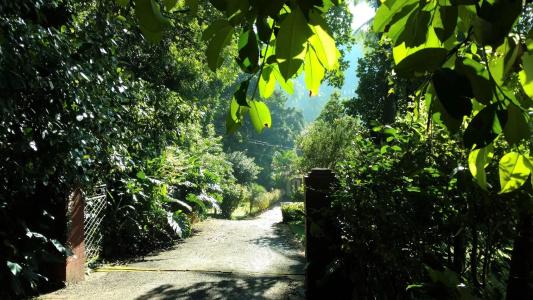 Clove Garden - 7