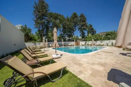 Olive Tree - 9