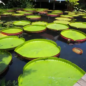 Muaan Resort - 29