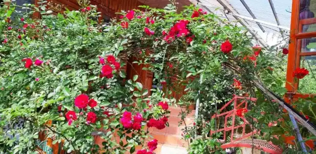 Dang Khoa Sa Pa Garden - 71